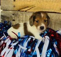 Jim Beam (Longhair), a male Miniature Dachshund for sale in Ardmore, OK – 8 of 10