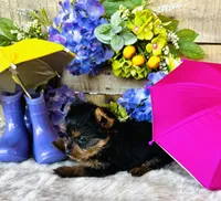 Miami, a female Yorkshire Terrier for sale in Ardmore, OK – 8 of 10