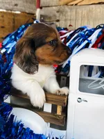 Bourbon (Longhair) , a male Miniature Dachshund for sale in Ardmore, OK – 5 of 10