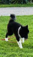 Sasha, a female Siberian Husky for sale in Ardmore, OK – 3 of 10