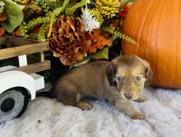 Ellie (Longhair), a female Miniature Dachshund for sale in Ardmore, OK – 5 of 10