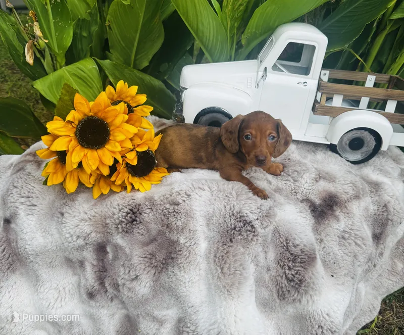 Marilyn Monroe – Miniature Dachshund puppy for sale in Ardmore, OK