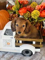 Boston (Longhair), a male Miniature Dachshund for sale in Ardmore, OK – 2 of 10
