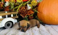 Tucker, a male Miniature Dachshund for sale in Ardmore, OK – 7 of 10