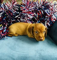 Maxx, a male Miniature Dachshund for sale in Ardmore, OK – 3 of 10