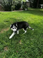 Ravia, a female Siberian Husky for sale in Ardmore, OK – 10 of 10