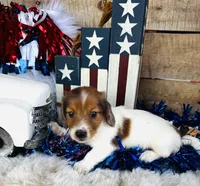 Jim Beam (Longhair), a male Miniature Dachshund for sale in Ardmore, OK – 7 of 10