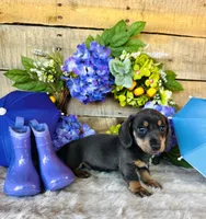 Ninja , a female Miniature Dachshund for sale in Ardmore, OK – 4 of 10