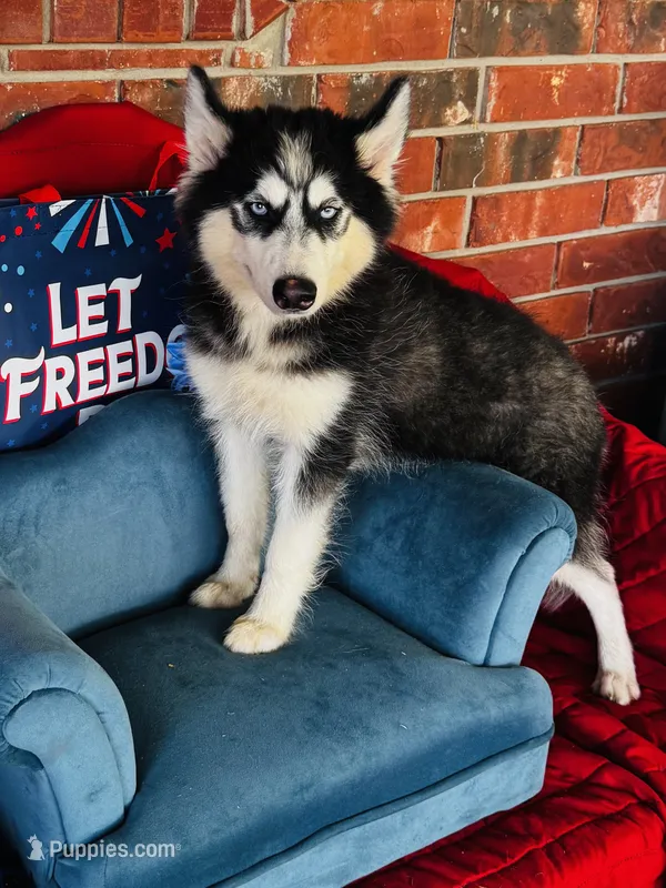 Ravia – Siberian Husky puppy for sale in Ardmore, OK