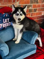 Ravia, a female Siberian Husky for sale in Ardmore, OK – 1 of 10