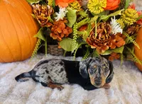 Tarzan, a male Miniature Dachshund for sale in Ardmore, OK – 8 of 10
