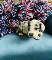 Nova , a male Miniature Dachshund for sale in Ardmore, OK – 5 of 10