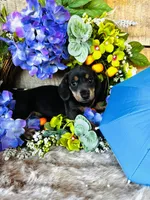 Ninja , a female Miniature Dachshund for sale in Ardmore, OK – 10 of 10