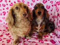 Ellie (Longhair), a female Miniature Dachshund for sale in Ardmore, OK – 9 of 10