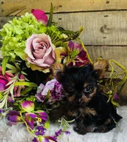 Roxie, a female Yorkshire Terrier for sale in Ardmore, OK – 6 of 10