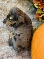 Jax (Longhair), a male Miniature Dachshund for sale in Ardmore, OK – 2 of 10