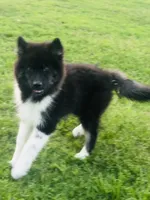 Sasha, a female Siberian Husky for sale in Ardmore, OK – 6 of 10