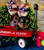 Gigi , a female Yorkshire Terrier for sale in Ardmore, OK – 2 of 10
