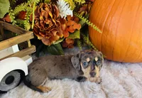 Stella, a female Miniature Dachshund for sale in Ardmore, OK – 5 of 10