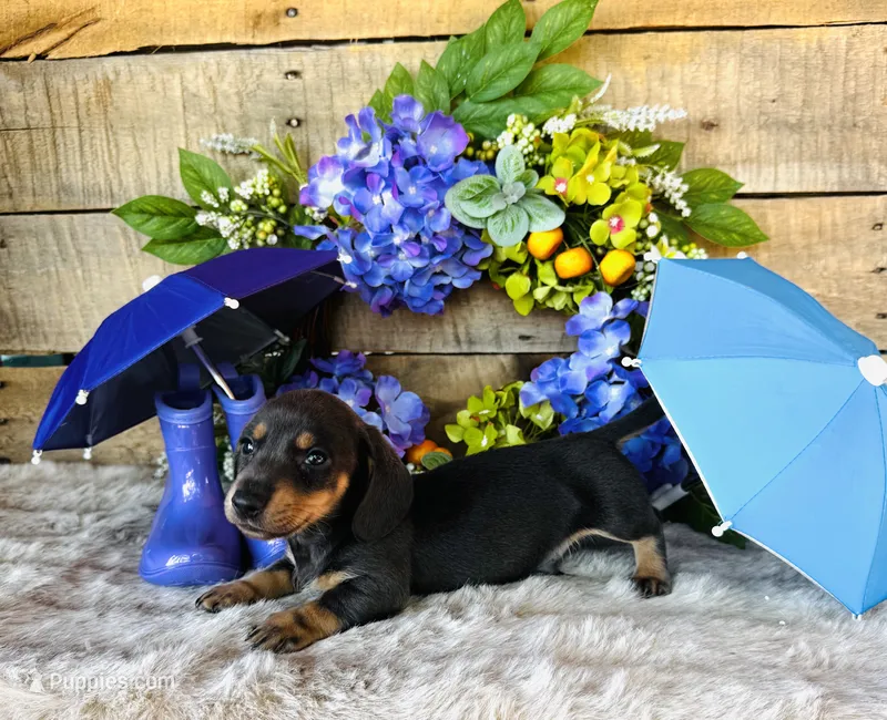 Ninja , a female Miniature Dachshund for sale in Ardmore, OK – 1 of 10