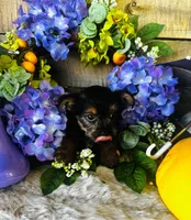 Lance , a male Yorkshire Terrier for sale in Ardmore, OK – 9 of 10