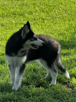 Ravia, a female Siberian Husky for sale in Ardmore, OK – 5 of 10