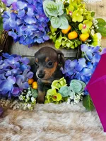 Jackie, a female Miniature Dachshund for sale in Ardmore, OK – 5 of 10