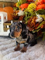 Tarzan, a male Miniature Dachshund for sale in Ardmore, OK – 7 of 10