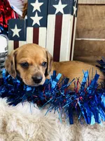 Jack Daniels , a male Miniature Dachshund for sale in Ardmore, OK – 5 of 8