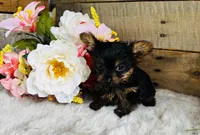 Roxie, a female Yorkshire Terrier for sale in Ardmore, OK – 7 of 10