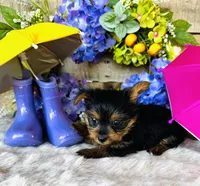 Miami, a female Yorkshire Terrier for sale in Ardmore, OK – 7 of 10
