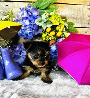 Miami, a female Yorkshire Terrier for sale in Ardmore, OK – 10 of 10