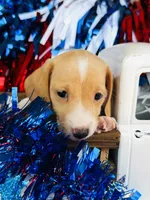 Jameson, a male Miniature Dachshund for sale in Ardmore, OK – 2 of 8