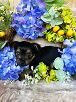 Froggy, a male Yorkshire Terrier for sale in Ardmore, OK – 10 of 10