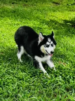Ravia, a female Siberian Husky for sale in Ardmore, OK – 3 of 10