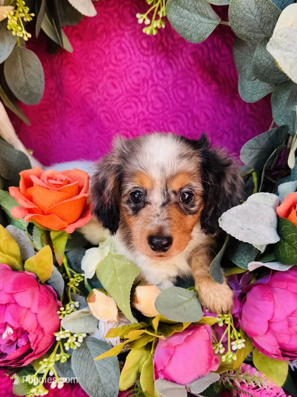Johnnie Walker (Longhair) – Miniature Dachshund puppy for sale in Ardmore, OK