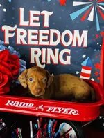 Marilyn Monroe, a male Miniature Dachshund for sale in Ardmore, OK – 4 of 6