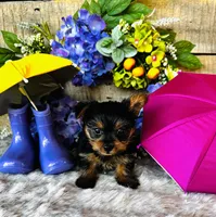 Miami, a female Yorkshire Terrier for sale in Ardmore, OK – 9 of 10
