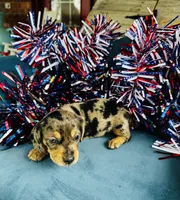 Harley, a male Miniature Dachshund for sale in Ardmore, OK – 9 of 10