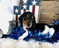 Brandy, a female Miniature Dachshund for sale in Ardmore, OK – 8 of 10