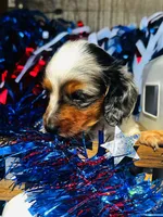 Johnnie Walker (Longhair), a male Miniature Dachshund for sale in Ardmore, OK – 6 of 10