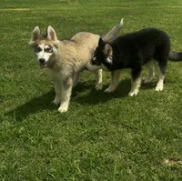 Turbo, a male Siberian Husky for sale in Ardmore, OK – 6 of 10
