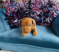 Maxx, a male Miniature Dachshund for sale in Ardmore, OK – 2 of 10