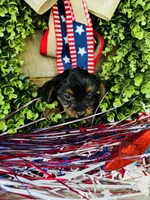 Cami, a female Yorkshire Terrier for sale in Ardmore, OK – 10 of 10