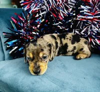 Harley, a male Miniature Dachshund for sale in Ardmore, OK – 3 of 10