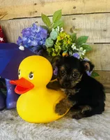 Lance , a male Yorkshire Terrier for sale in Ardmore, OK – 2 of 10