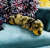 Harley, a male Miniature Dachshund for sale in Ardmore, OK – 2 of 10