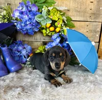 Ninja , a female Miniature Dachshund for sale in Ardmore, OK – 2 of 10