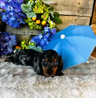 Rooster, a male Miniature Dachshund for sale in Ardmore, OK – 5 of 10
