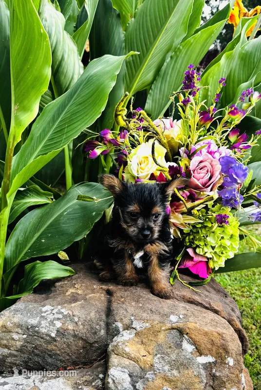 Lance  – Yorkshire Terrier puppy for sale in Ardmore, OK